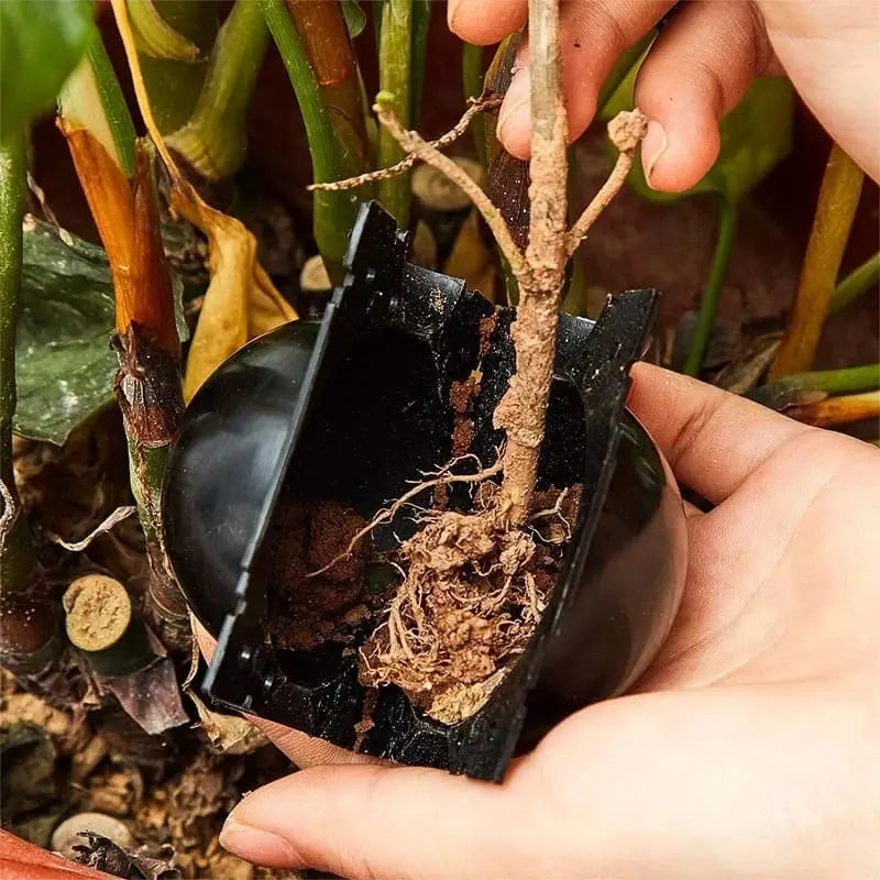 🌱Caja de cultivo de raíces de plantas 3 unidades